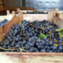 Нови принос требињских винограда