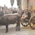 Изложба фотографија ”Слике живота” Албера Кана у Призрену